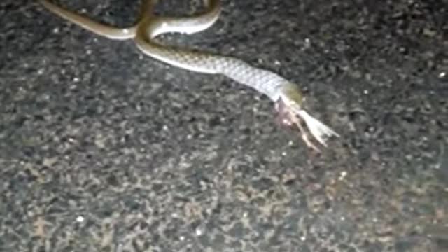 Snake eating frog