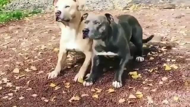 Follow me, baby! one! two! three! Haha