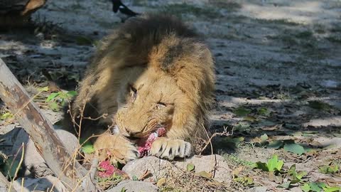 The lion in the zoo eats meat