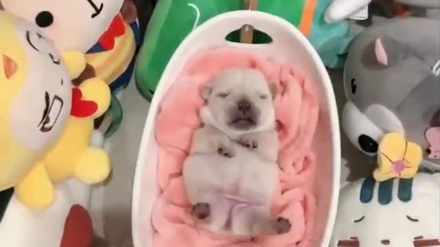 Cute baby Dogs Puppy lovely enjoying