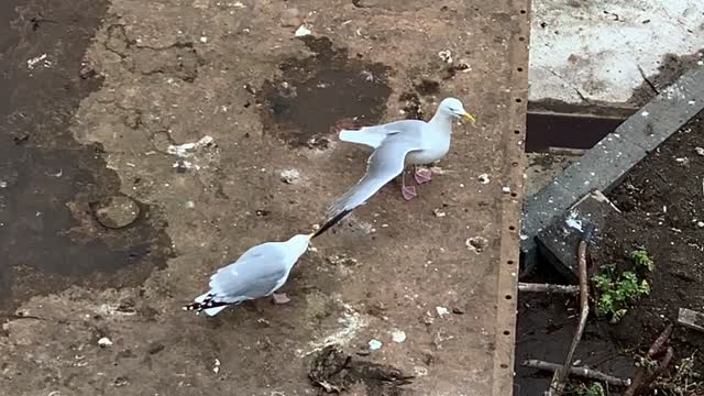 Seagull Pulling on Friends Wing