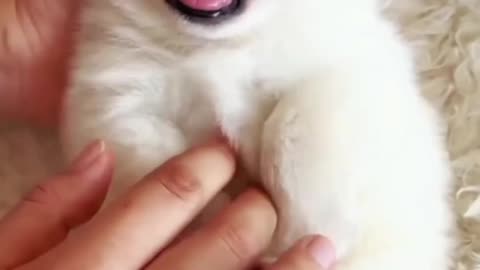 Cute dog 🐕
