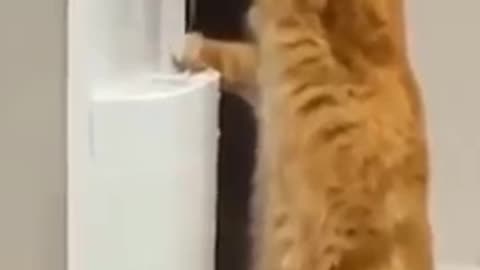 Smart cat 🐈