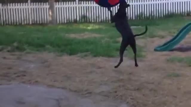 Giant dog playing with giant soccer ball