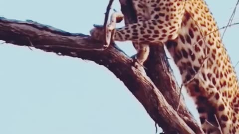 FUNNY VIDEOS