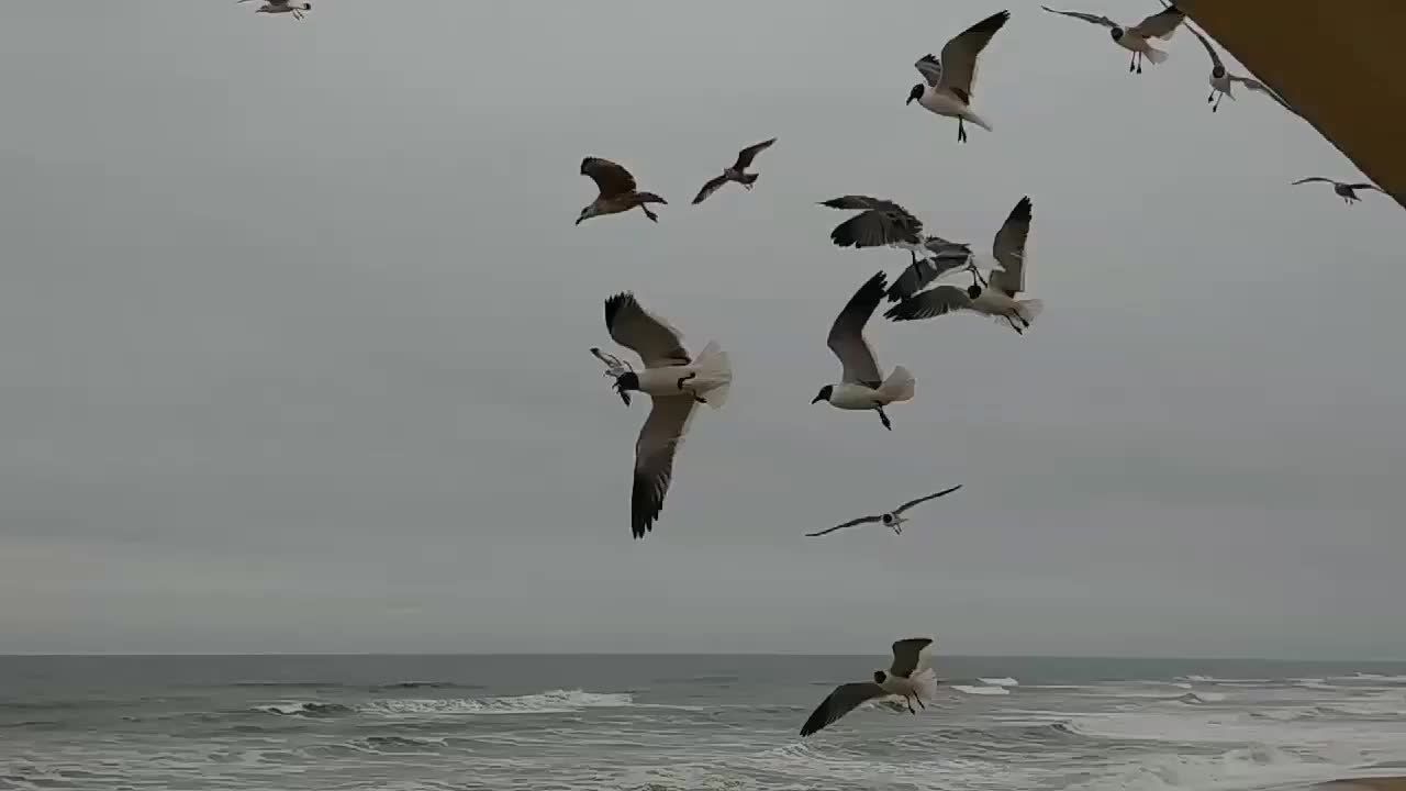 Feeding seagulls from balcony