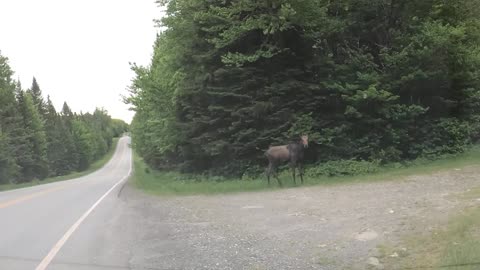 Dashcam Moose