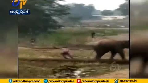 elephant attack 2 killed 2 injured