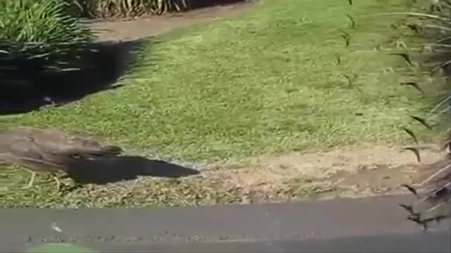 beautiful peacock rain dance