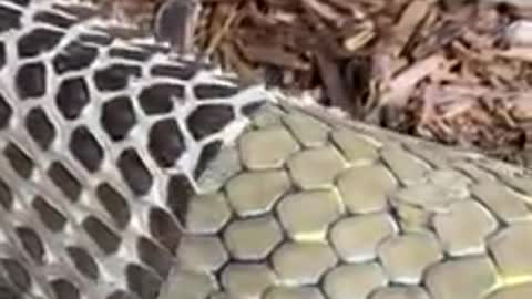 Amazing you never seen a snake shed its skin. snake video clothes change