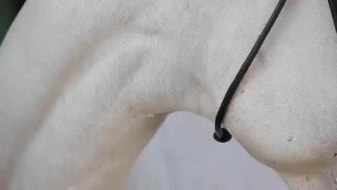 White Horse