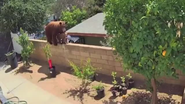 INTENSE Viral Video Shows Woman Pushing Bear to Save Dogs