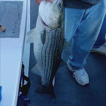 Striped bass