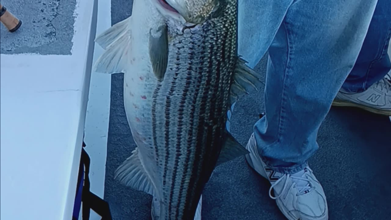 Striped bass