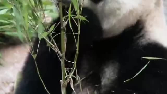 panda easting