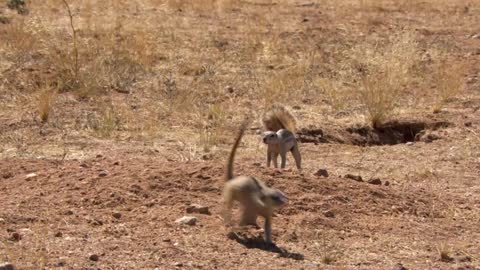 Bizarre animal appearances