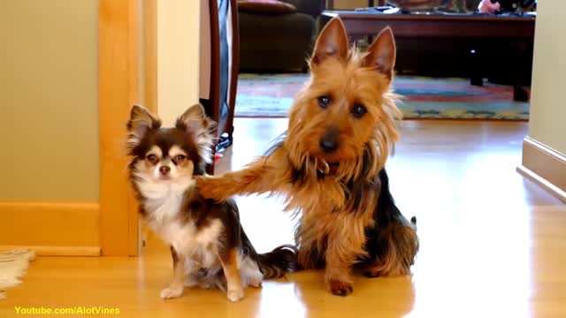 Hysterical, Funny Dog Videos.