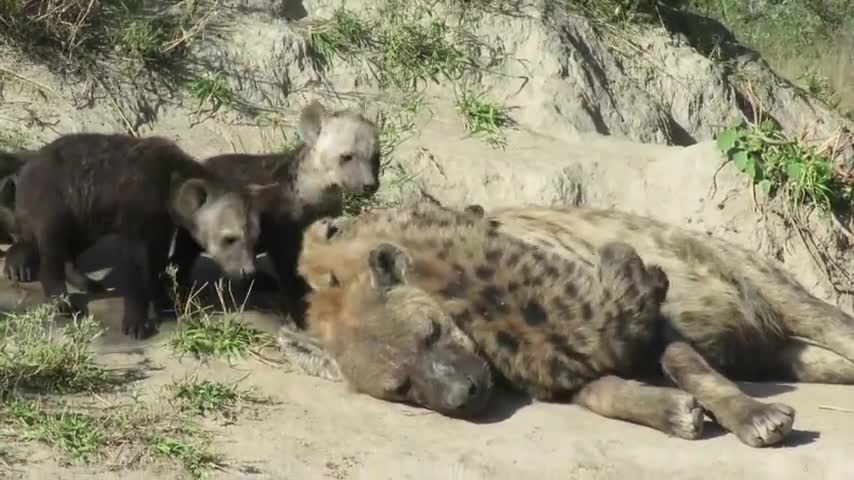 Mama hyena can't sleep with rowdy cubs all over her