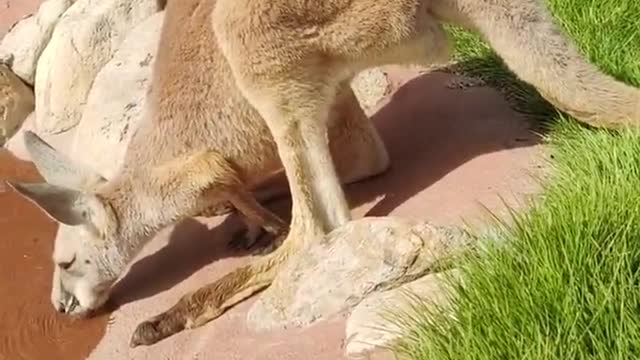 The kangaroo drinking water