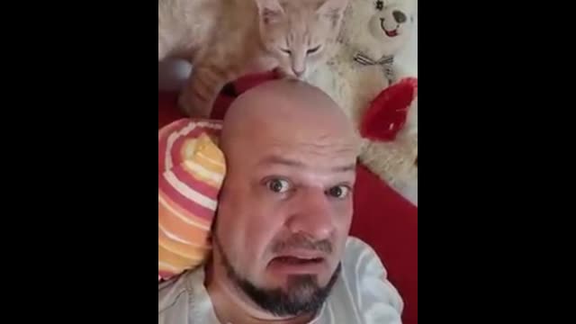 Best Funny Cats 😹 Reactions