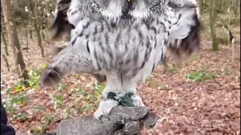 Bird dancing to the beat