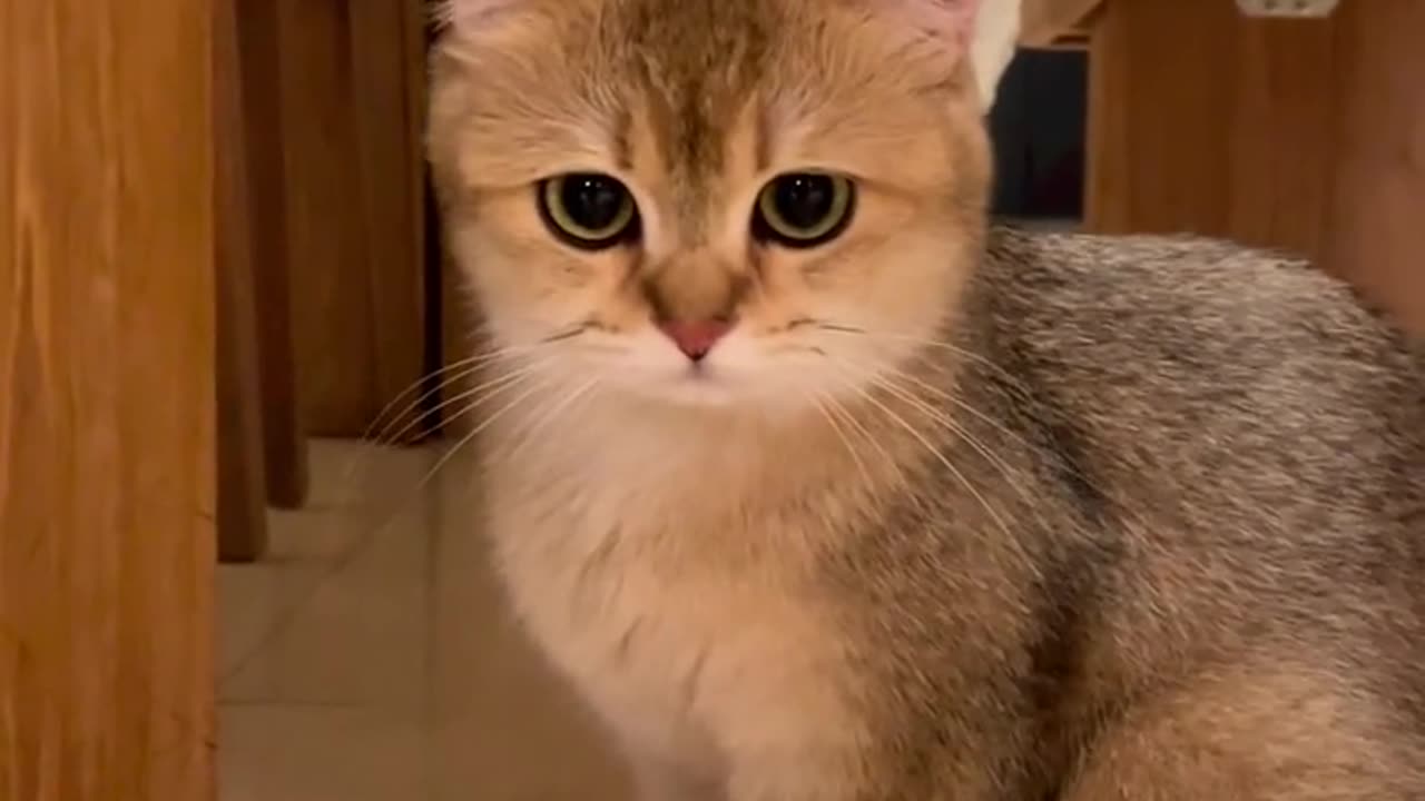 Beautiful Cat