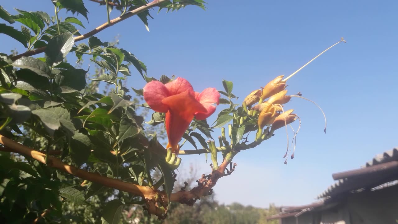 Seeds and flower of Campsis