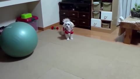 Watch these dog barking , REALLY FUNNY & CUTE