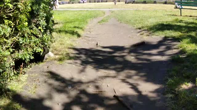DOG/GOD ON A LEASH TACTICS IN VICTORIA BC 🇨🇦. #targetedperson