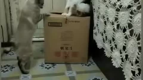 Funny Cat Fights... This Video Made My Day!!!