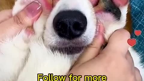 Dog funniest video