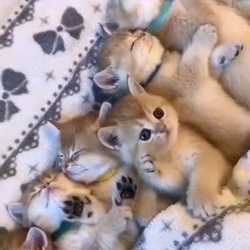 OMG So Cute Cat Video ❤ #cat #kittens #short