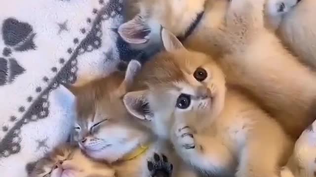 OMG So Cute Cat Video ❤ #cat #kittens #short