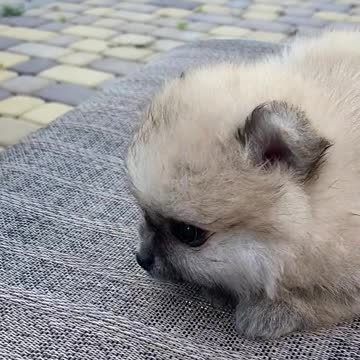 Beautiful puppy seat on bench