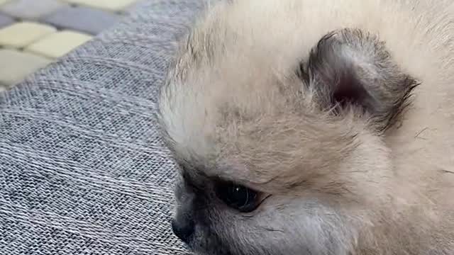 Beautiful puppy seat on bench