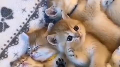 Cute baby cat video