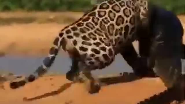 Wild animals in the jungle of Africa 2021 - The Greatest Predators on Earth / All About Animals