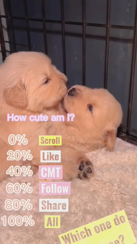 Beautiful video my dog licking my