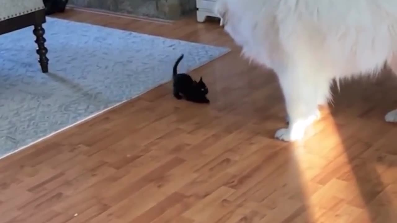 Baby panther attacks polar bear