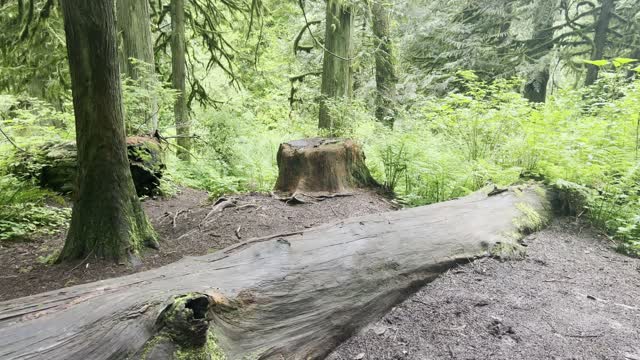 Good Lunch/Snack Spot Along the Trail – Latourell Falls Loop – Columbia River Gorge – Oregon – 4K