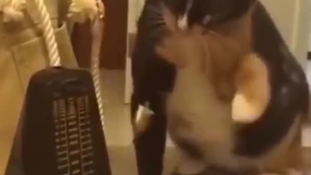 Dog funny video, dog video, dog funny sence!