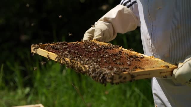 Wonderful view of bees producing honey