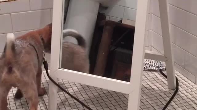 Brown puppy chasing leash in circles around mirror