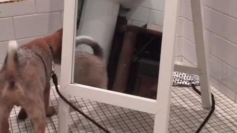 Brown puppy chasing leash in circles around mirror