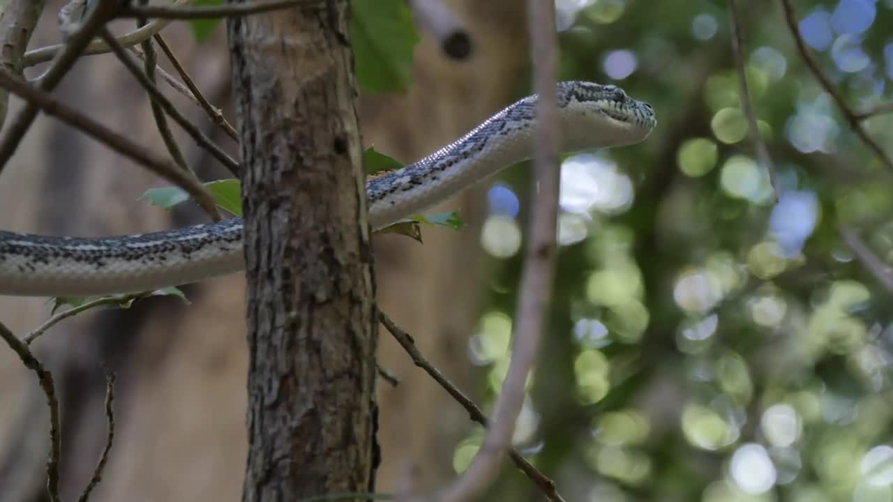 Snake hunting in lush rain forest environment - Diamond Python