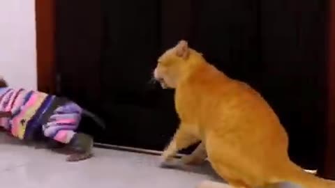 A fight between a cat and a monkey. Funny joke.