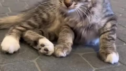 Here Comes the Girl... Watch This Fluffy Cat Steal the Show!