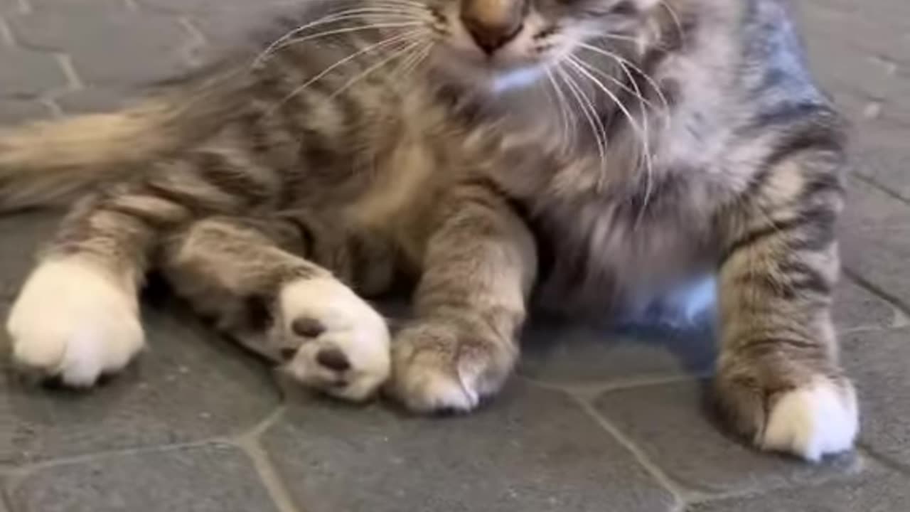 Here Comes the Girl... Watch This Fluffy Cat Steal the Show!