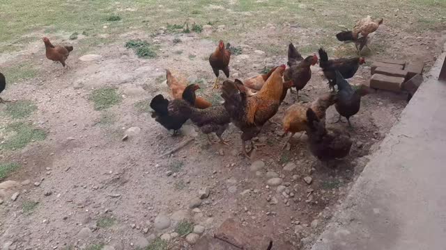 Chickens and Hens playing in the lawn.
