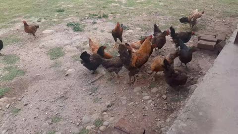 Chickens and Hens playing in the lawn.